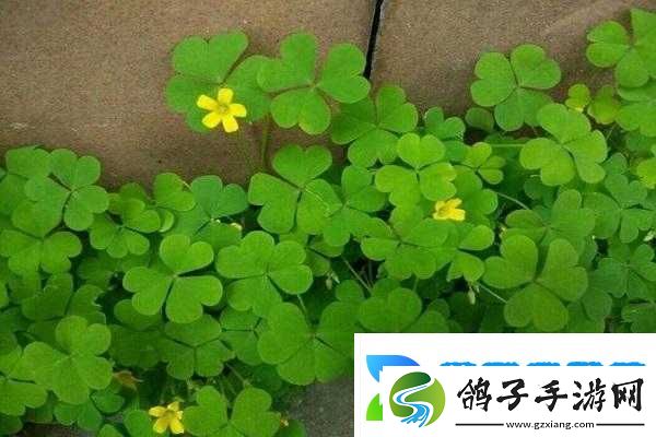 三叶草