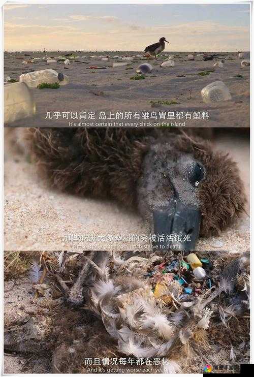 暗网的性巴克：一个神秘而危险的存在及其背后的故事